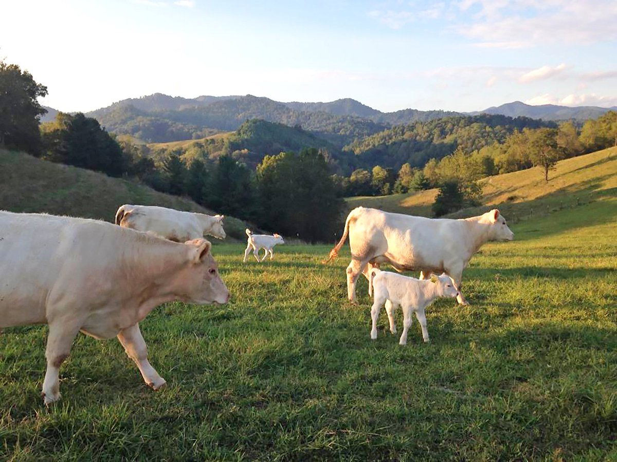 Defiant Appalachia, so beaten down and left behind by history, has something to teach all Americans: an organic, living connection to an older American way of life.

I truly believe that a reinvigorated, culturally-productive Appalachia will save America. 14/