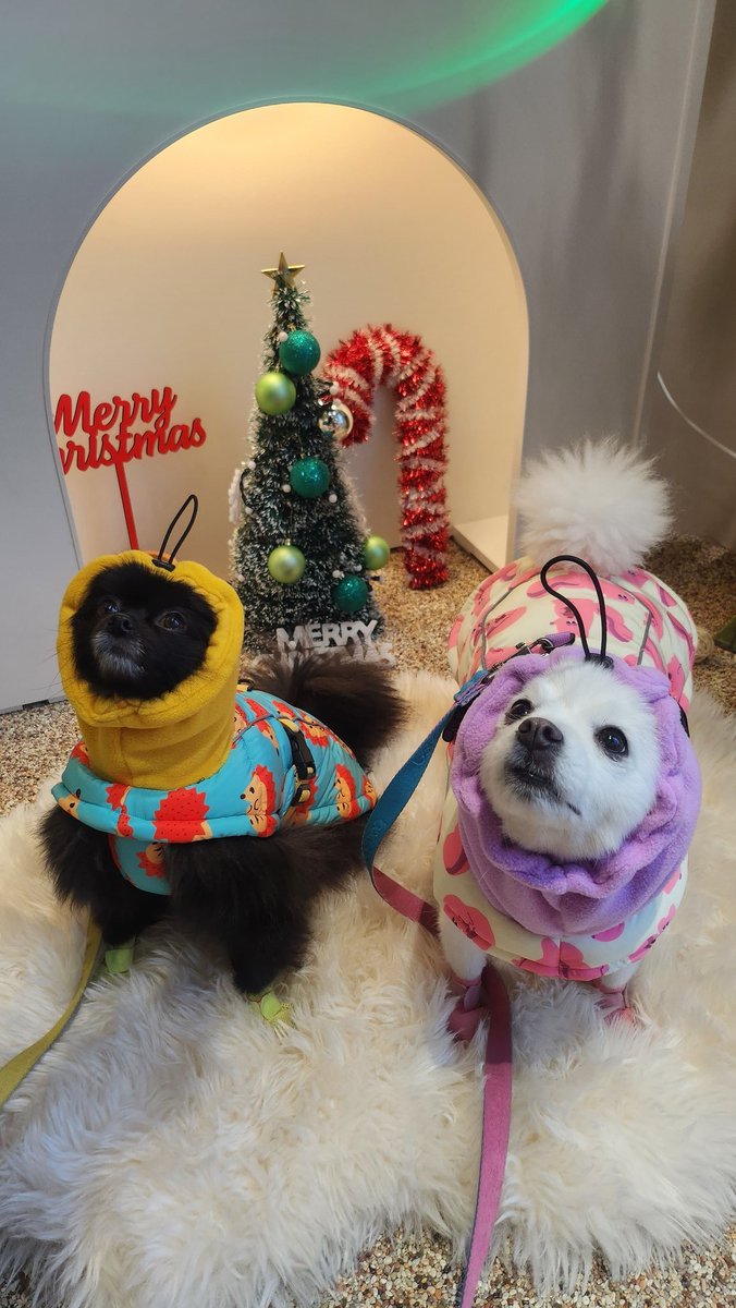 아 귀여워ㅠㅠㅠ망고랑 포도같다니까
삼촌은 파프리카같대