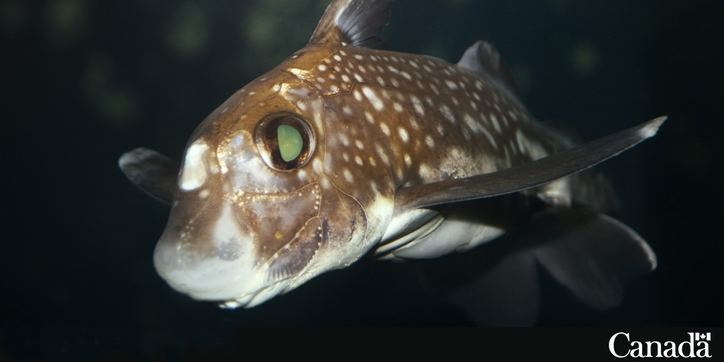 DFO_Pacific's tweet photo. What’s not to like about the common #ratfish? While it may not be a popular catch for most fishers, this #fish has some impressive traits. Like large green reflective eyes, smooth skin, and a single poisonous spine on its dorsal fin. https://t.co/f0uA0hiE5j https://t.co/e4eIhkeFog
