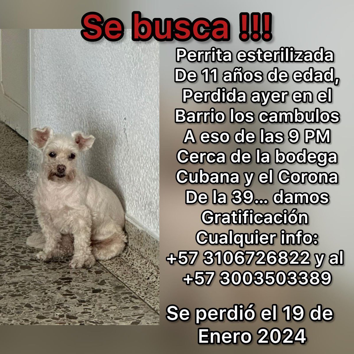 MMagdalenacol's tweet photo. Necesitamos que nos ayuden a encontrarla por favor, está perdida en la ciudad de Cali, comunicarse a los números de las imágenes, muchas gracias. https://t.co/mvVCeRiwYD
