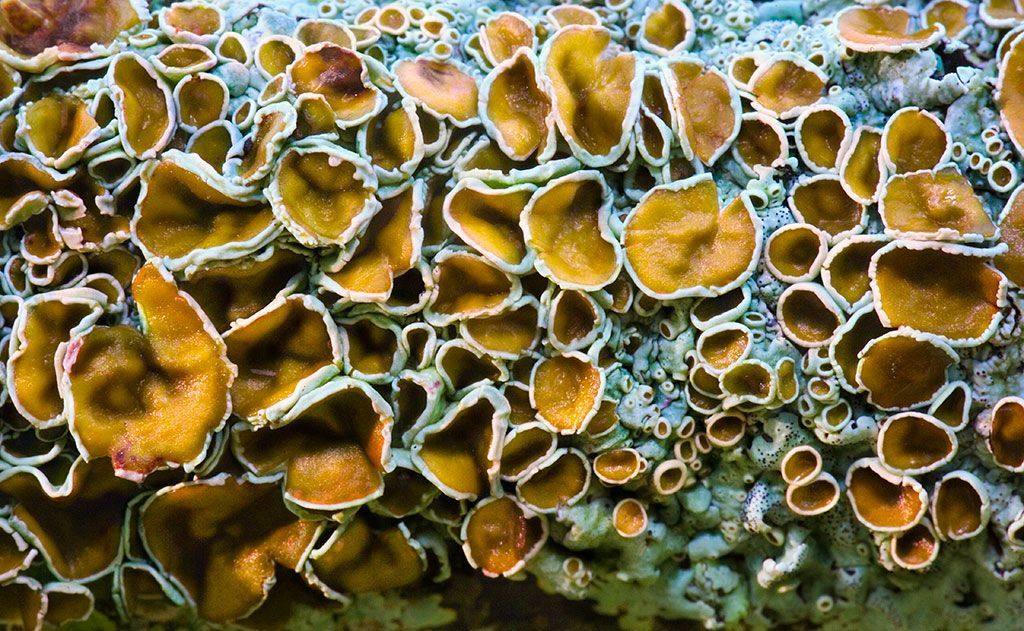 Lichen on a Branch
This unique lichen, with an otherworldly appearance, is commonly found on branches. Beyond its captivating beauty, lichens serve as vital bioindicators for air quality and contribute to soil formation, playing a crucial role in assessing ecosystem health.