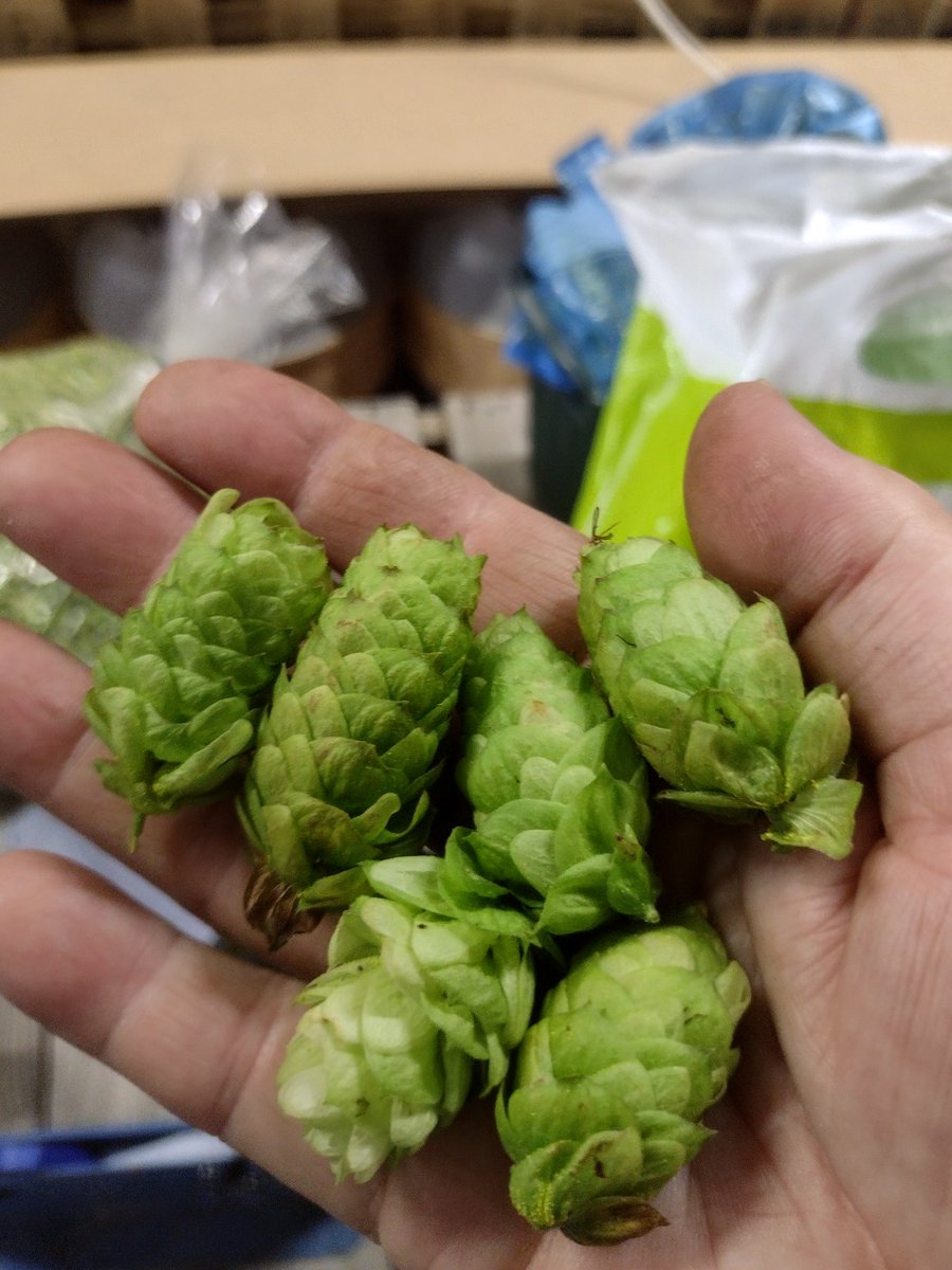 The weather ouside is atrocious so naturally we are thinking about getting into the garden and planting some hops. If you are in the Manchester area and fancy growing some hops for @trackbrewco  to turn into lovely green hopped beer please get in touch.