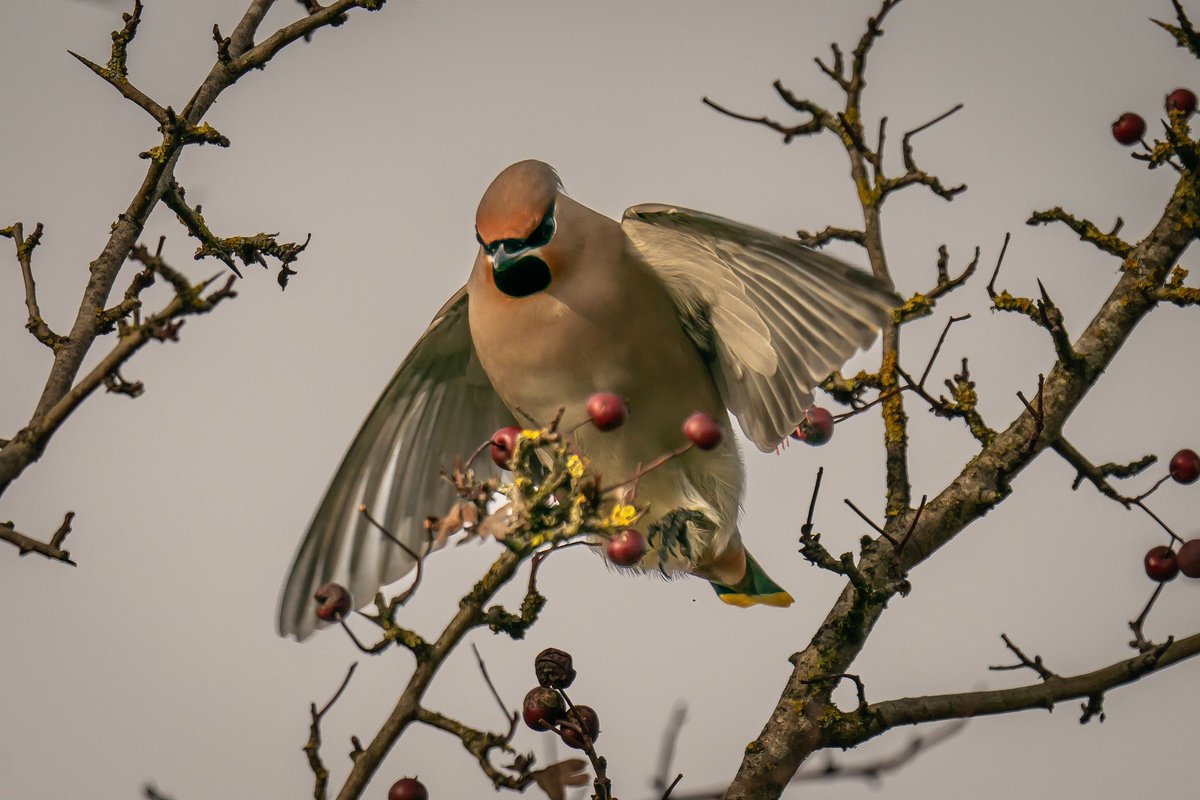 Waxwings on Rodborough Common this morning