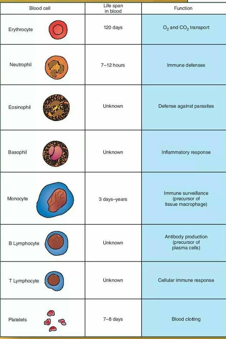 Moh_Biraqdar's tweet photo. وظيفة وعمر كل خلية حية في أجسامنا 🦠 https://t.co/LNY5wkcDG5
