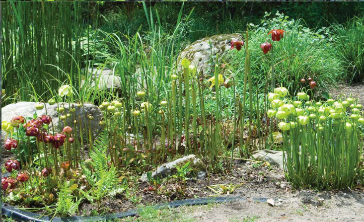 Cuplet Fern Florida Native Plant Society tweet media