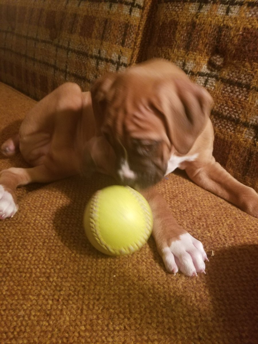 Loki,Ruby,Jax,Archer,Lono,Henry,Tilly & Benny! tweet media