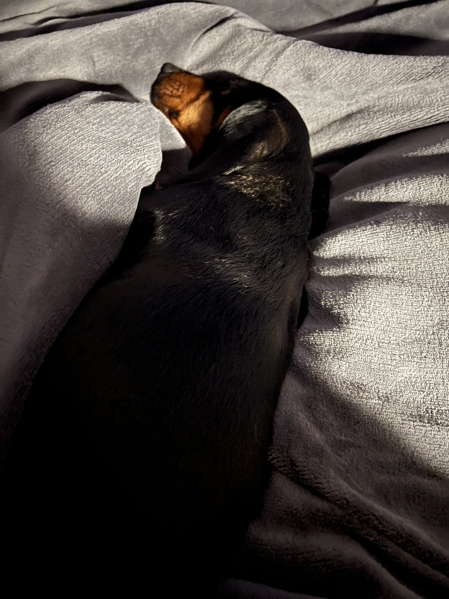 SausageThea's tweet photo. Heated throw toasty bliss https://t.co/QyyGT1MZau
