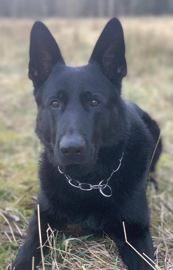 When a 20-year-old woman, in Kirkcaldy had a #MentalHealth crisis last night, #PDIhm got his tracking harness on and put his nose to the ground. He soon found her, just in time for his handler to make sure she was ok, assure her and get the support she needed. Great job!
