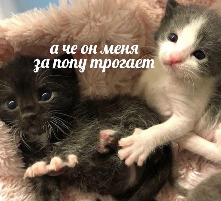 stranntum's tweet photo. #lol #leagueoflegends #hearsteel  
sns!au русреал по полюбившимся хс

бытовуха дней повседневных и классический, стриминг и кофе в перемешку с никотином и алкоголем. так мало нужно для счастья и так много нужно для его достижения. https://t.co/hOcNcWMeL8