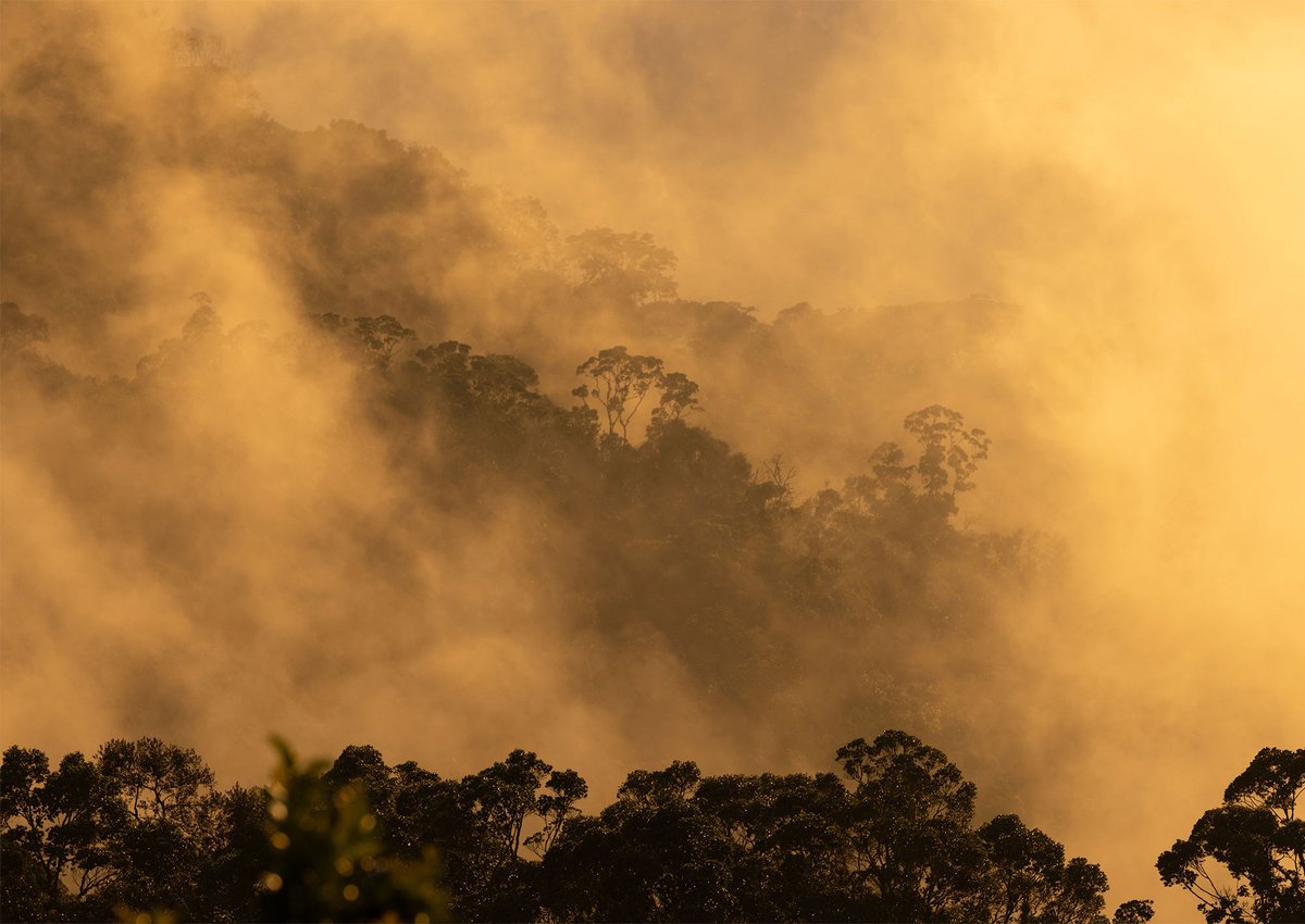 Dense montane forests in the Santa Marta Mountains in Northern #Colombia. I just published notes on these mountains. If you want to see high-resolution photography and a travel narrative about cursewords and colorful swearwords in Colombia, here it is: notesfromtheroad.com/neotropics/san…