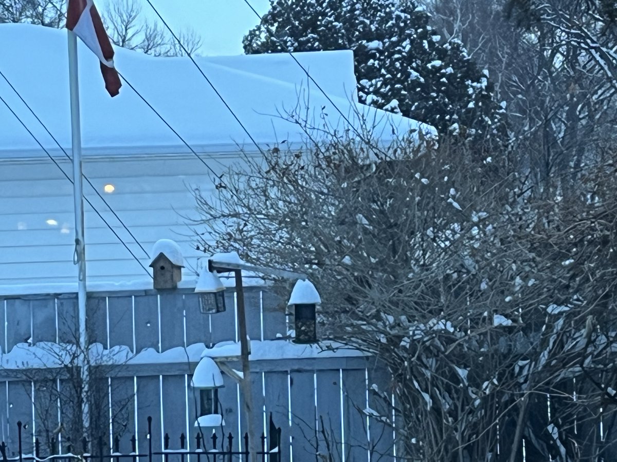 BarbPhillips11's tweet image. It's a happy day in Lethbridge after birds and dogs  being cooped up for too many  days! #GoodTwitter