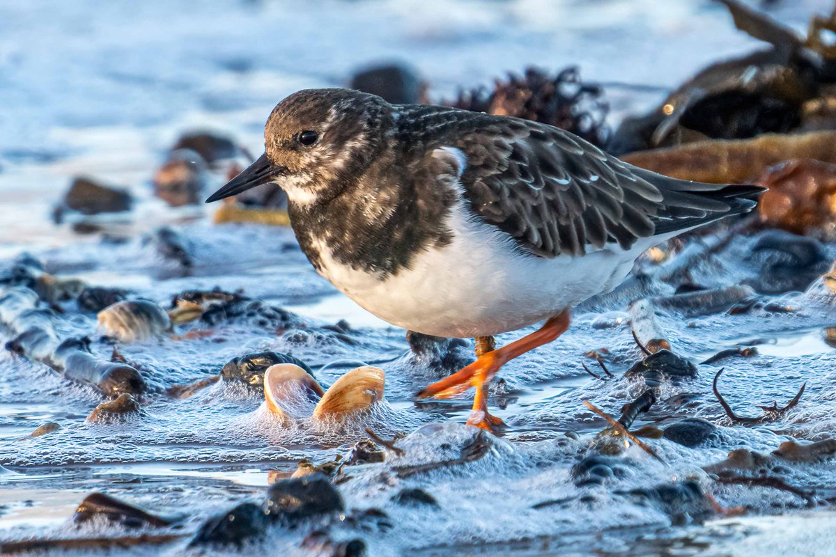 Turnstones also do a bit of surf foraging as well as turning over those stones.
#Birds #birdwatching #birdphotography