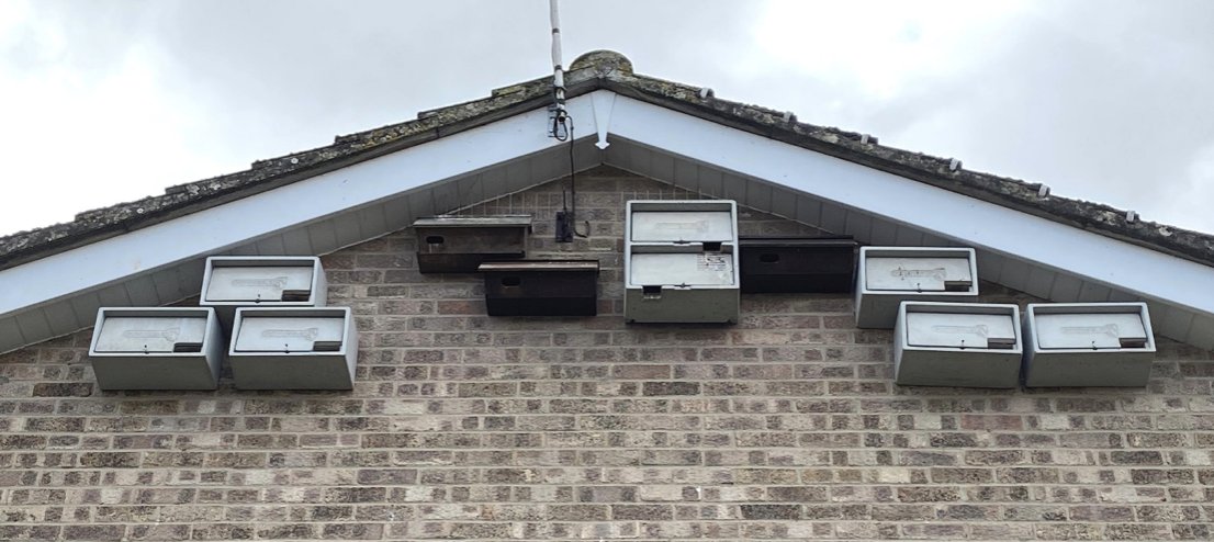 Another Swift colony in #Hampshire increasing with the provision of Boxes and a dedicated volunteer! Amazing work Ady!

Read our latest blog here 👇
hampshireswifts.co.uk/post/bishops-w…