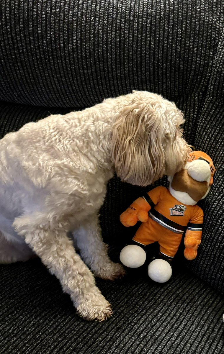 Ruby has given her approval of the new addition to the household. @SteDan_Official @steelershockey