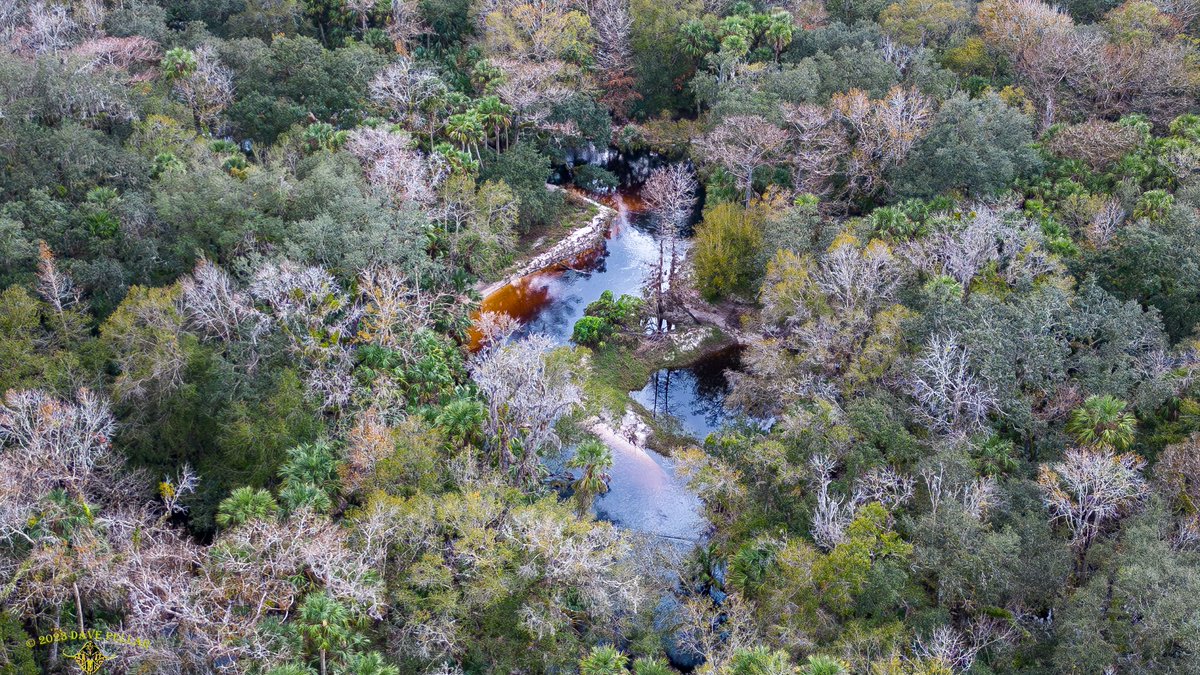 Cuplet Fern Florida Native Plant Society tweet media