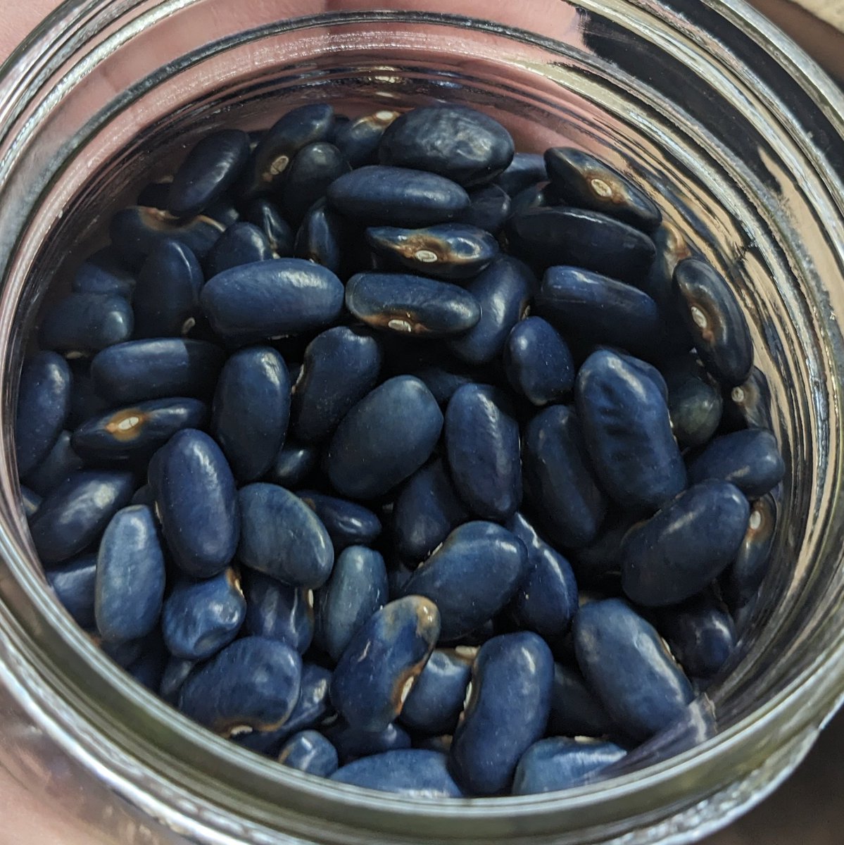 thebiologistisn's tweet photo. I'm getting ready to pack my bean varieties into envelopes for sale on a small web shop (to be revealed soon!).
Here are two of my blue varieties. I have enough of the 1st to make available, but the 2nd will have to wait. #BlueBeanProject https://t.co/ZoWnBuqsma