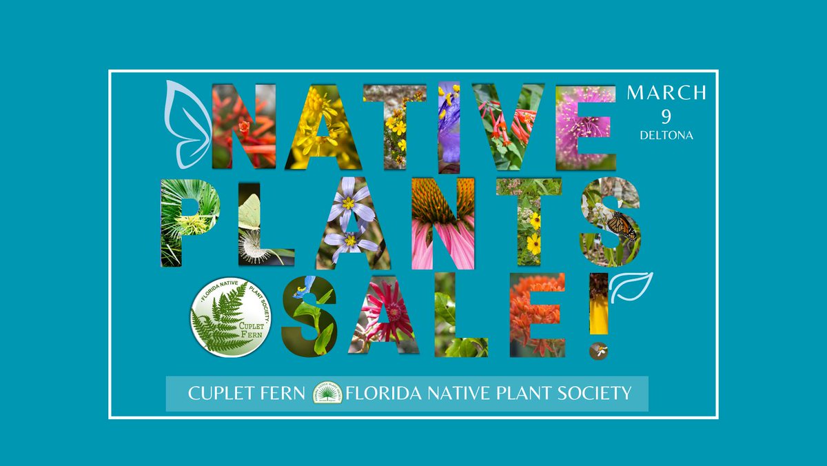 Cuplet Fern Florida Native Plant Society tweet media