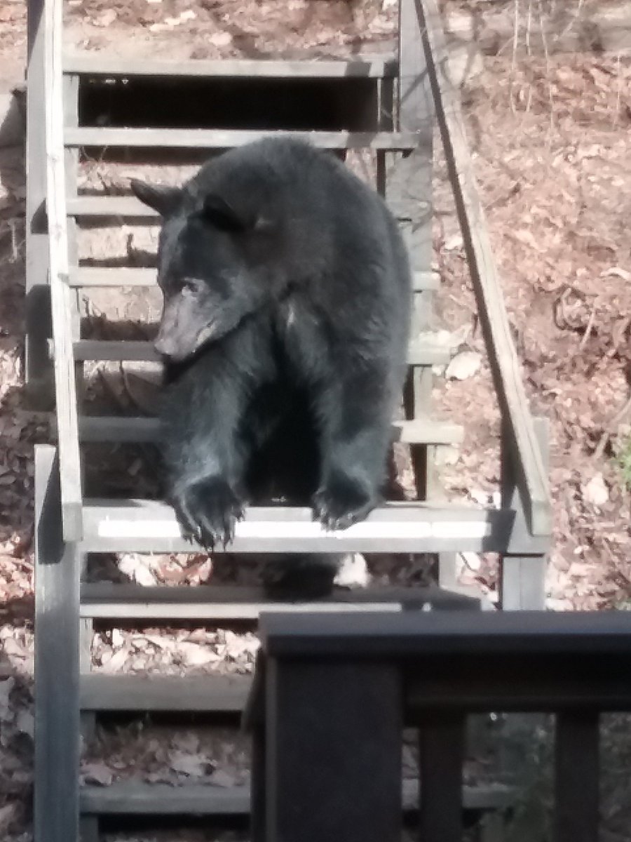 Brightly tweet media