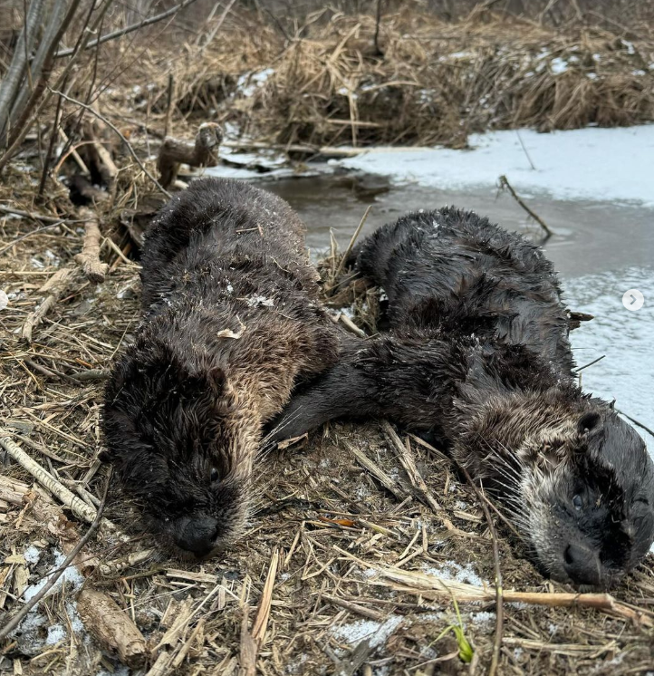 A New Hampshire trapper kills two #otters and brags about it, says the species is 'abundant.'  However NH has an otter trapping take limit, there is a reason for that. Otters are intelligent and social, how sad. #NHCART #BanTrapping #CompassionOverKilling