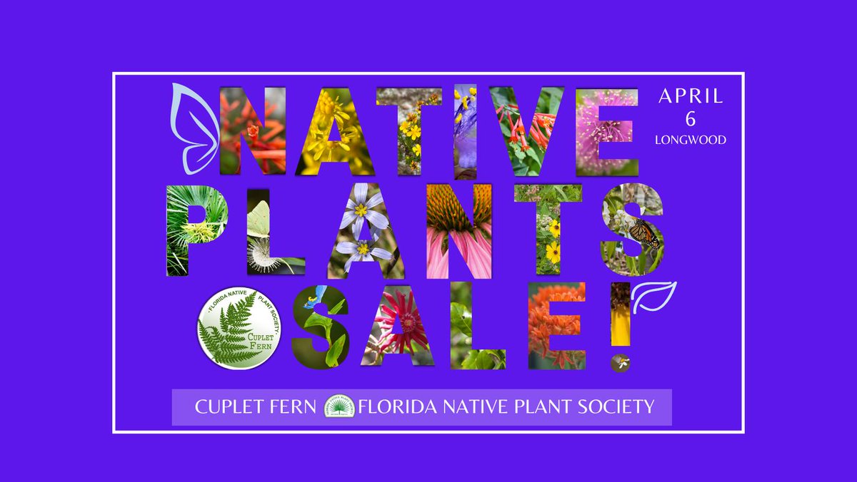 Cuplet Fern Florida Native Plant Society tweet media