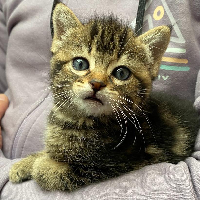 #madrid
FIONA cachorrita de apenas 1,5 meses
Es juguetona,alegre y cariñosa 
NECESITA #Adopcion
Sociable con niños y 🐱, NO testada con🐶
Se entrega con contrato de adopción,chipada,vacuanada,desparasitada y testada en leucemia e inmuno 
CONTACTO 📩facenuevavida@gmail.com