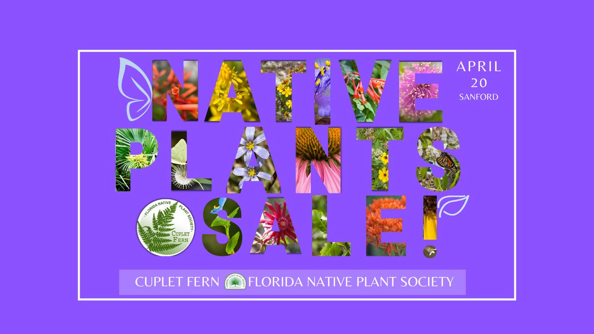 Cuplet Fern Florida Native Plant Society tweet media