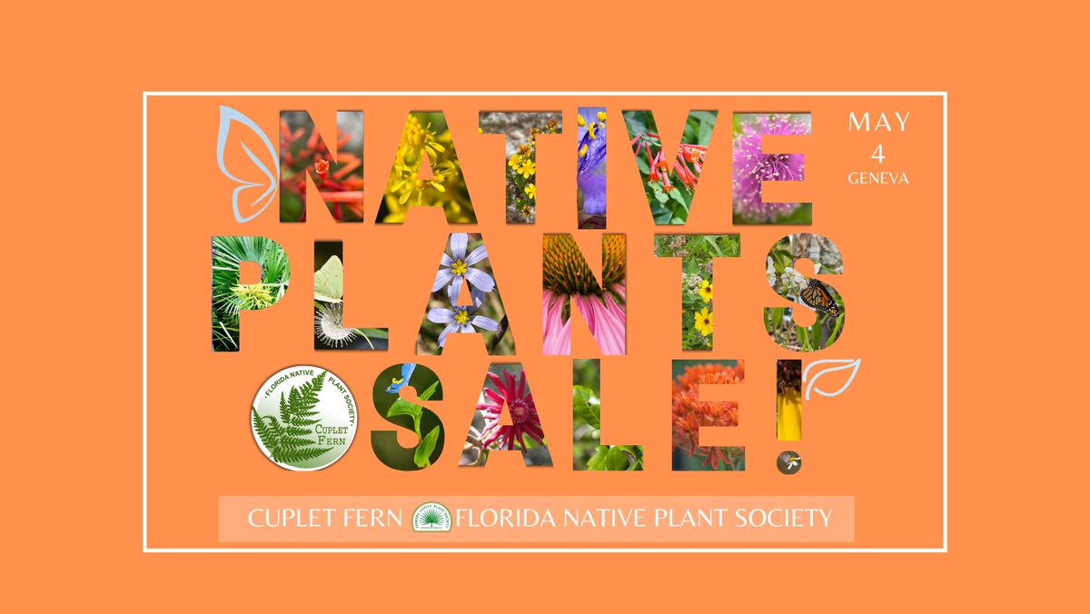 Cuplet Fern Florida Native Plant Society tweet media