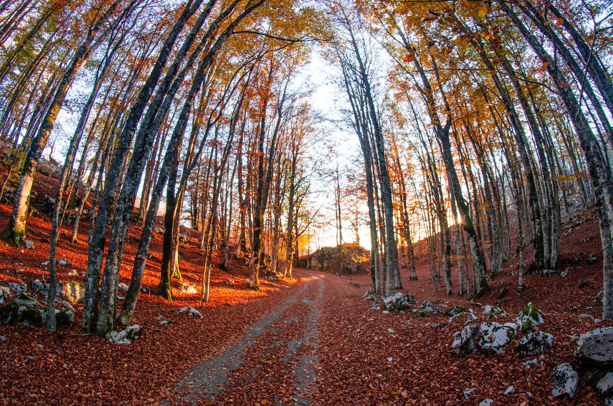 Embracing Autumn's Palette: Where Every Leaf Tells a Story.
#AutumnVibes #NaturePerfection #FallColors #GoldenHour #ForestWalk #AutumnLeaves #NaturePhotography #PathwayToPeace #SeasonalMagic #WoodsyWonderland