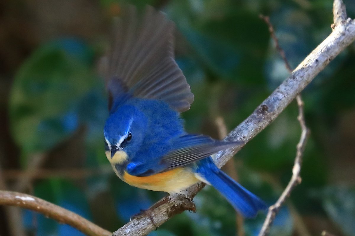 幸せの青い鳥🕊️ルリビタキ✨皆様に幸せが🍀舞い込みます様に☺️
 #nature_brilliance 
 #nuts_about_birds
 #your_best_birds
 #bird_brilliance
 #eye_spy_birds
 #野鳥