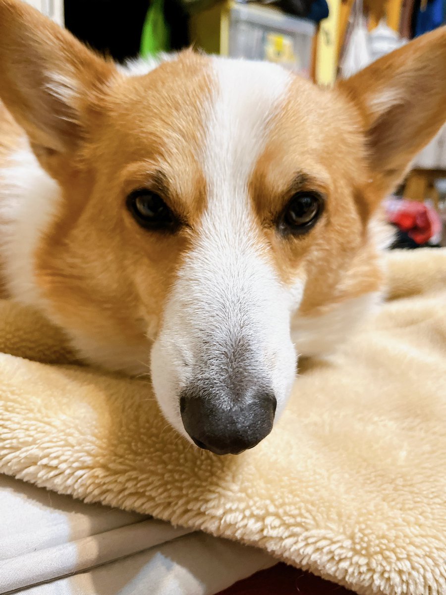 おはワン🐶

taku819.base.shop
