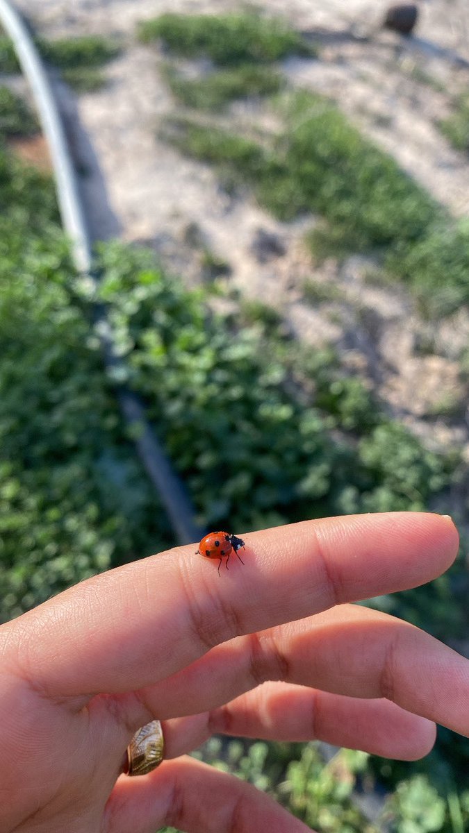 el6ph's tweet photo. غزالة غزلوكي 🐞🐞 https://t.co/L1uaMpUNVO