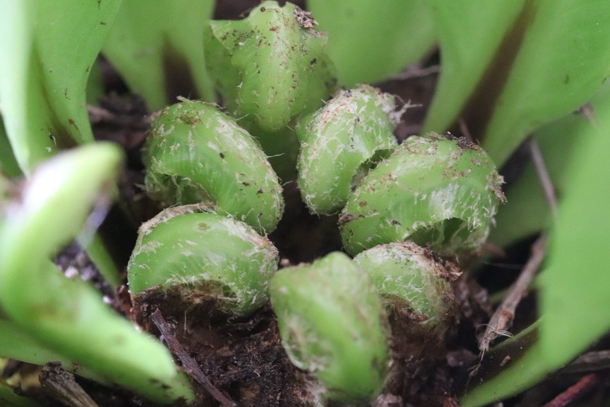 chris40851's tweet image. #Asplenium MacroPhoto #Vert