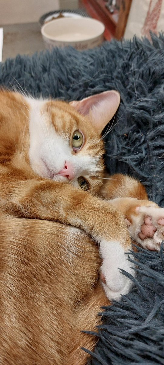 Night night sweet dreamies 

You may not always know what tomorrow brings. 
But you can always bring positivity into tomorrow.

#cats #cats #Cat #CatsOnTwitter #CatsOfTwitter