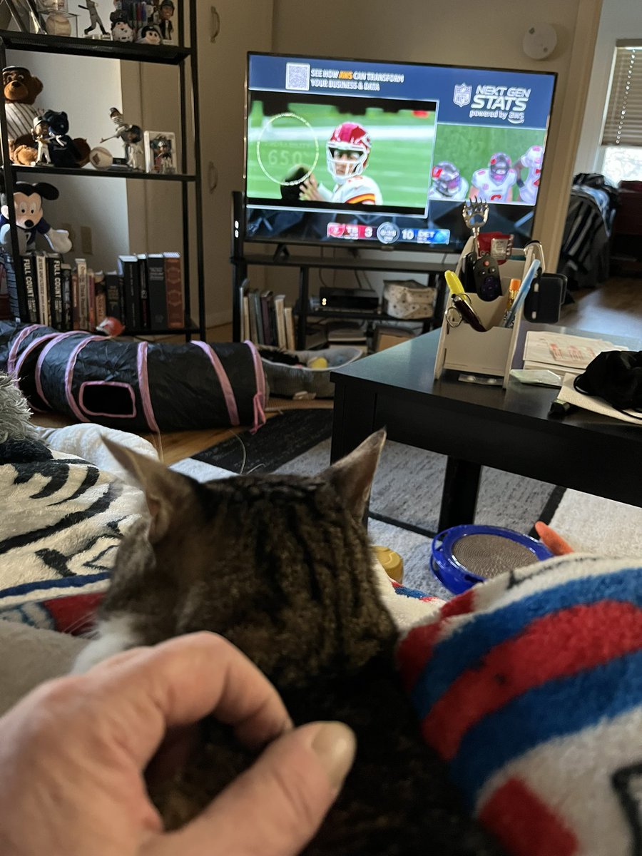 #FootballSunday with Yogi😻 #LifeWithYogi #CatsOfTwitter #AdoptDontShop