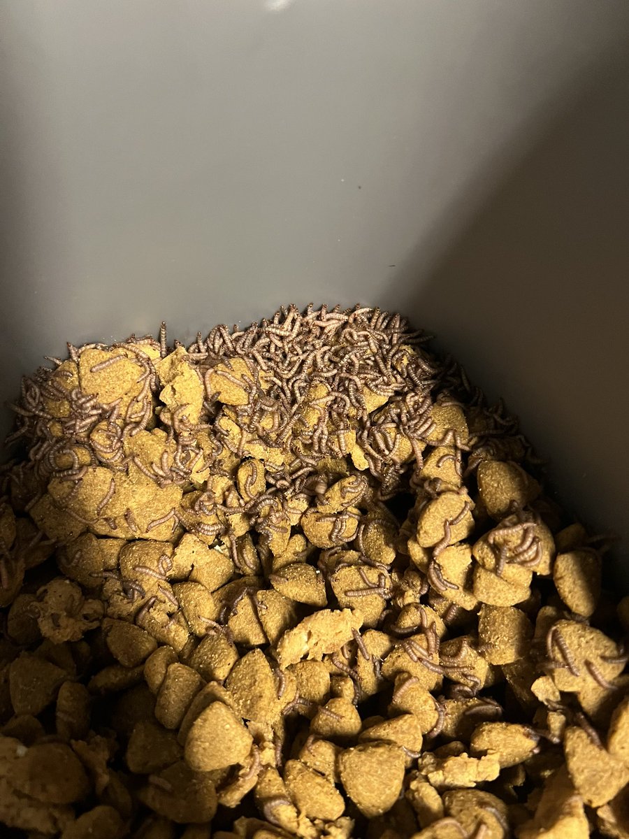 Randy Ward tweet media