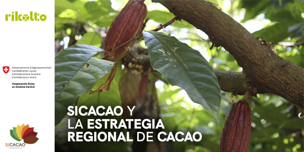 SICACAO1's tweet photo. La ERC es la contribución más apreciada por los miembros de SICACAO y organismos de cooperación q contribuyen con el sector. Su objetivo es fomentar el des´ competitivo y sostenible en ámbitos económico, social, cultural y ambiental del subsector cacaotero en países del SICA. https://t.co/avpSne7j4D