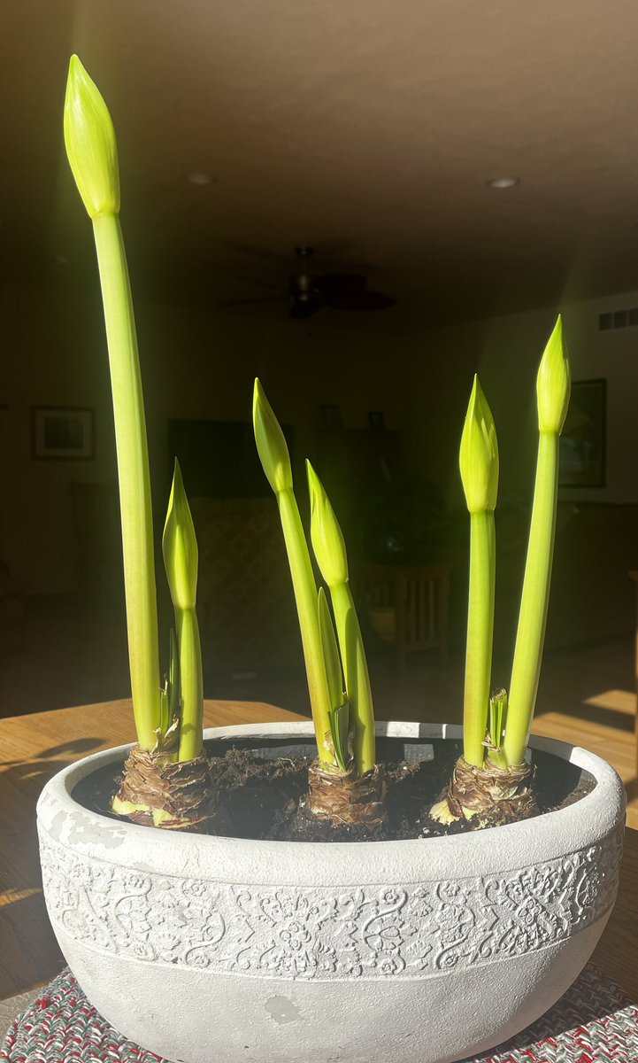 Amaryllis ready to bloom.