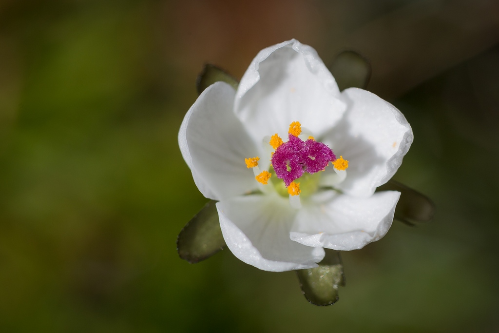 EcolSocAus's tweet image. “Sundew flower” by Nick Fitzgerald (shortlisted in the 2023 ESA #PhotoCompetition #BranchingOut category)

“Drosera murfetii is a sundew species endemic to the mountains of western Tasmania[…].” 

#OzPlants