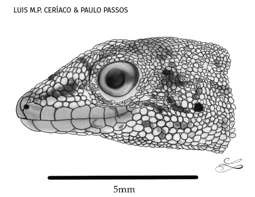 Você sabia que em 2023 foi descrita uma nova espécie de lagartixa de Fernando de Noronha? 🤩

Mas... ela pode estar extinta! 😭

Segue o fio que eu explico. 🧶

#herpetologia #herpetology #thread #lagartos #lizards #Noronha #FernandoDeNoronha