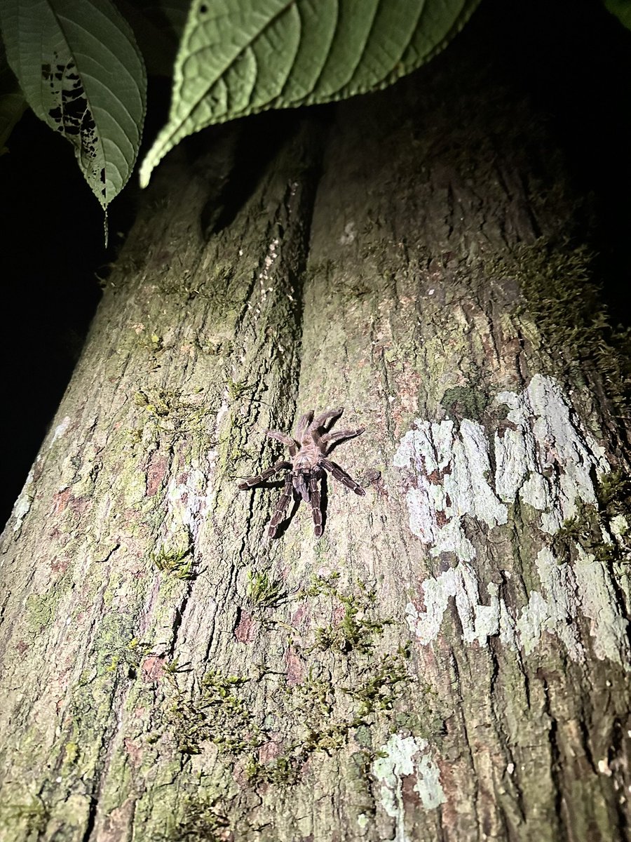 Howler monkeys, whip scorpions and tarantulas. The jungle is an interesting place #jungle #costarica #expeditionmedic