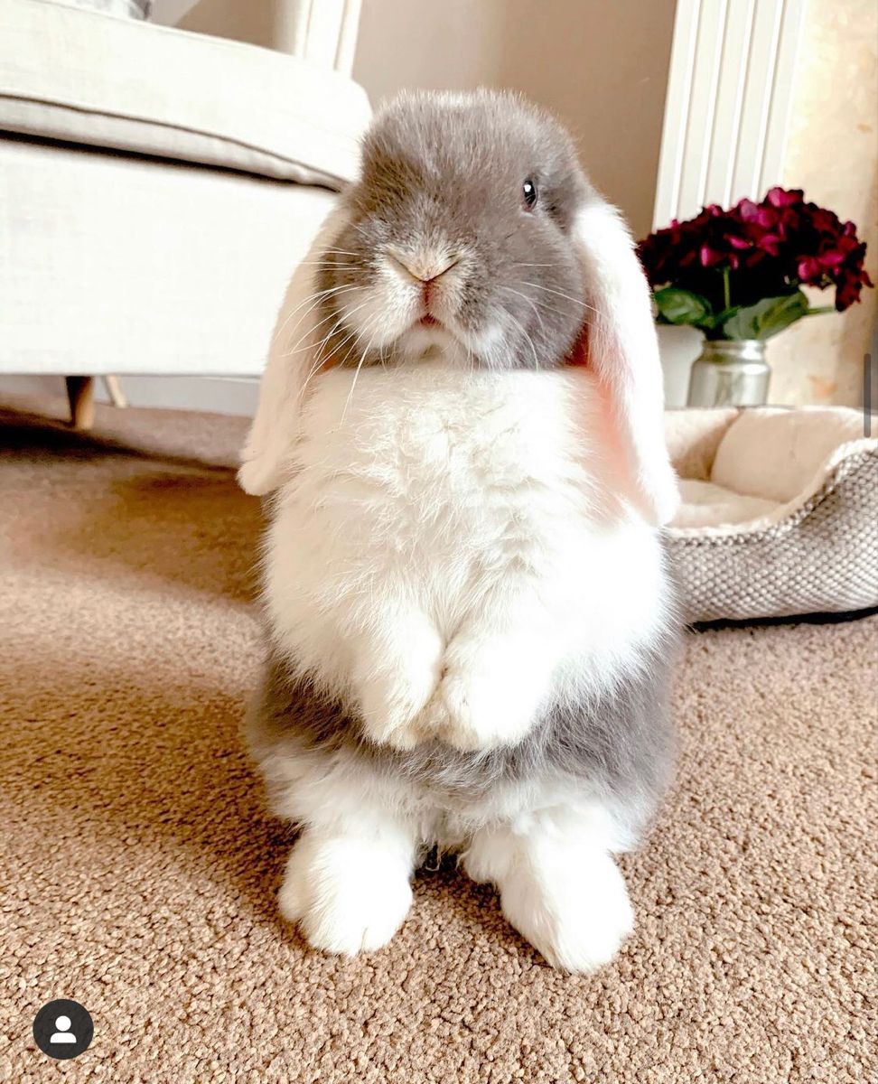 hoppy happiness!😍

#bunny #Kissing #rabbit🐰 #cuterabbit #cutebunny  #bunnies #rabbits  #bunnylover #rabbitlover #bunnysofinstagram #rabbitsofinstagram