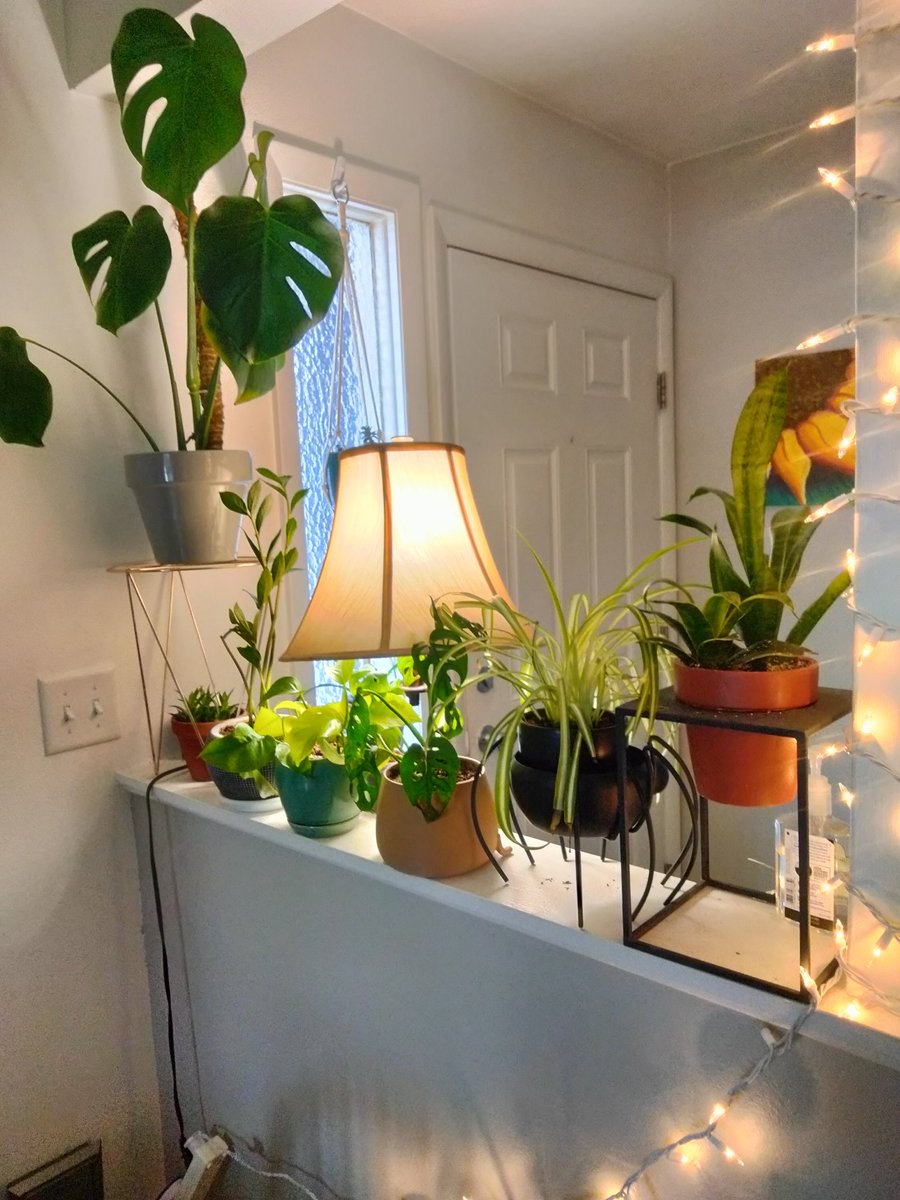 Leah but ¯\_(ツ)_/¯🌈🎃 tweet media