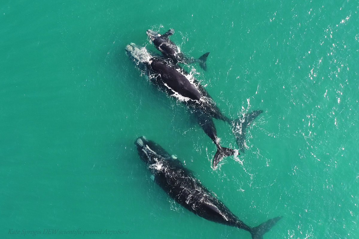 Are baby whales stealing milk from other mothers? Southern right whale calves suckling from non-biological mothers, this is called allosuckling and may be a form of “milk theft”. Published in #MammalianBiology @SpringerNature, with @FChristiansen83 rdcu.be/dwhYk