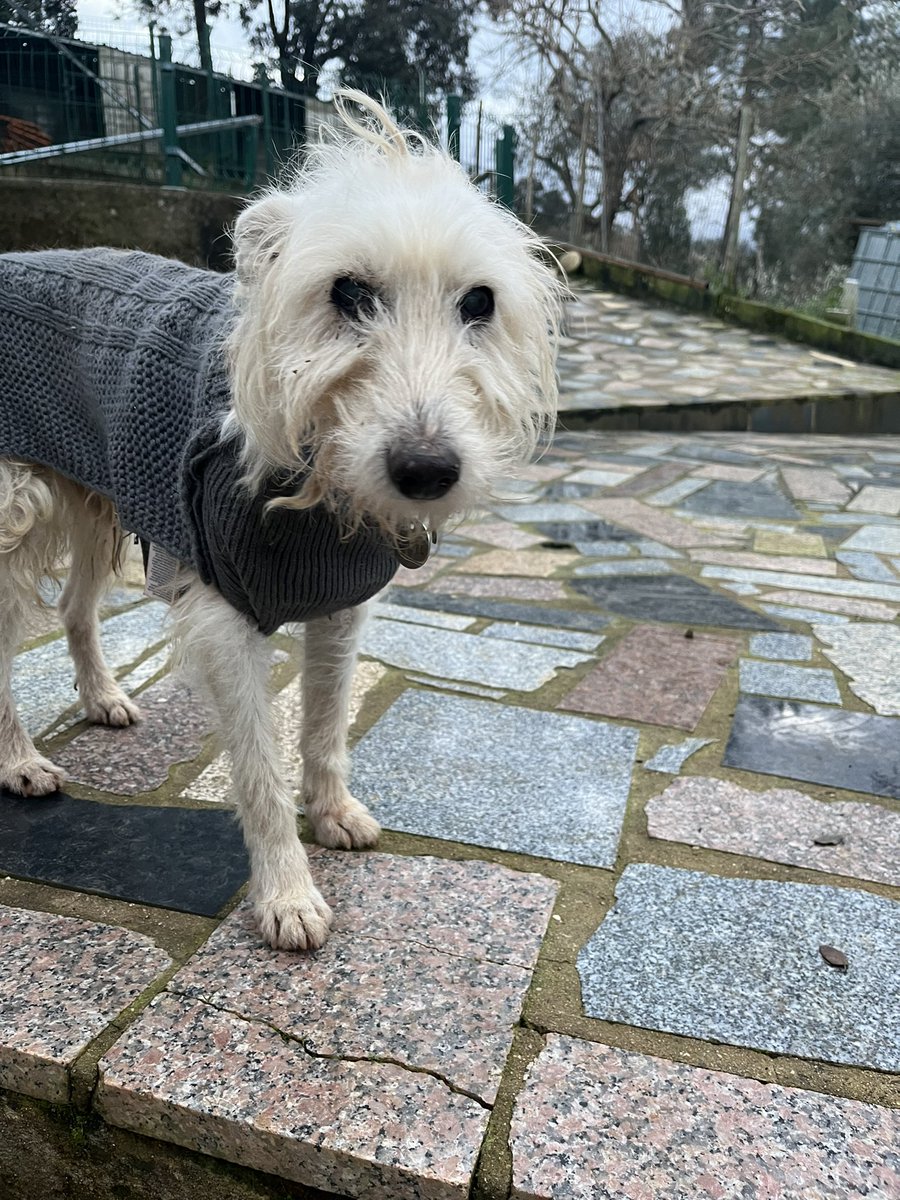 Lovely 🤍

#TwitterTails #DogTwitter #PawsOnTwitter #TopDogTweet #DoggyDays #TweetingPaws #CanineChronicles #TwitterFurFriends #WoofWisdom #TailWagTuesday