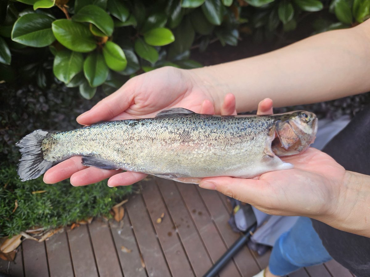 魚釣り(釣り堀)に行って、ニジマスを釣ったよ〜🐟