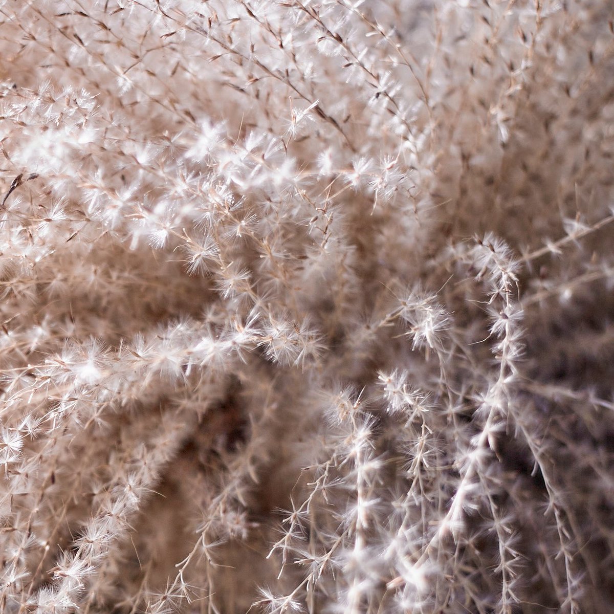 ・
 ｂｒｅｅｚｅ
・
・
#nature #ススキ #微風 
#breeze #miscanthus 
#pampasgrass 
#natuelovers 
#flowerlovers 
#naturephotograph