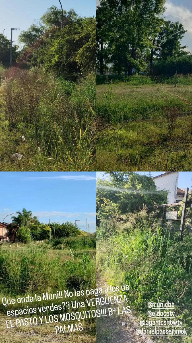 AgusPiraata's tweet photo. @MuniCba Barrio las palmas !! Vergüenza!!!  los mosquitos, los bichos y demás  hace más de 3 meses no cortan el pasto no después del "Último temporal" https://t.co/kPabZSVl0p