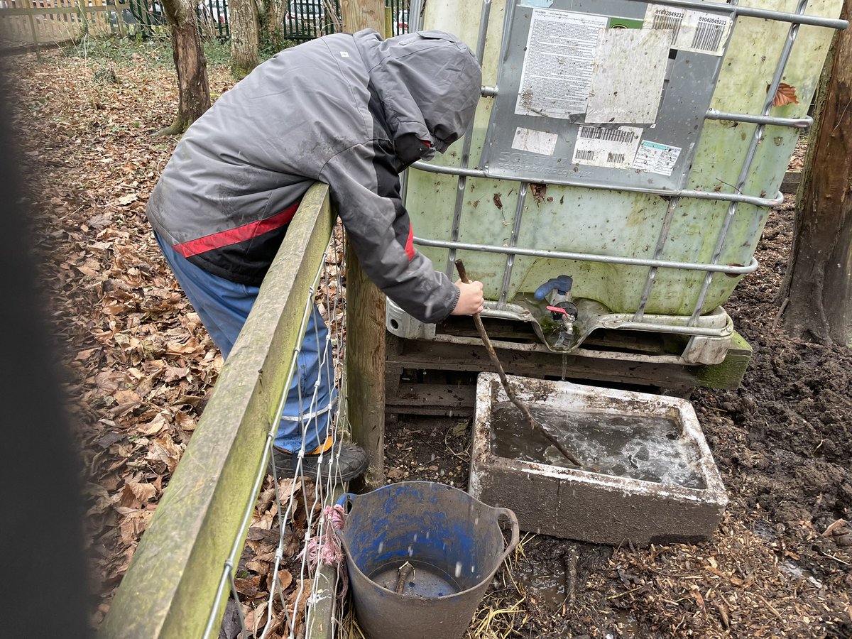 'Freeing' the creatures in the pond and making sure the pigs could drink their water were top priorities for Y1, along with playing with ice, having fun on the swings, and having cuddles with Freckles @DanesfieldY1 @DanesfieldSchl