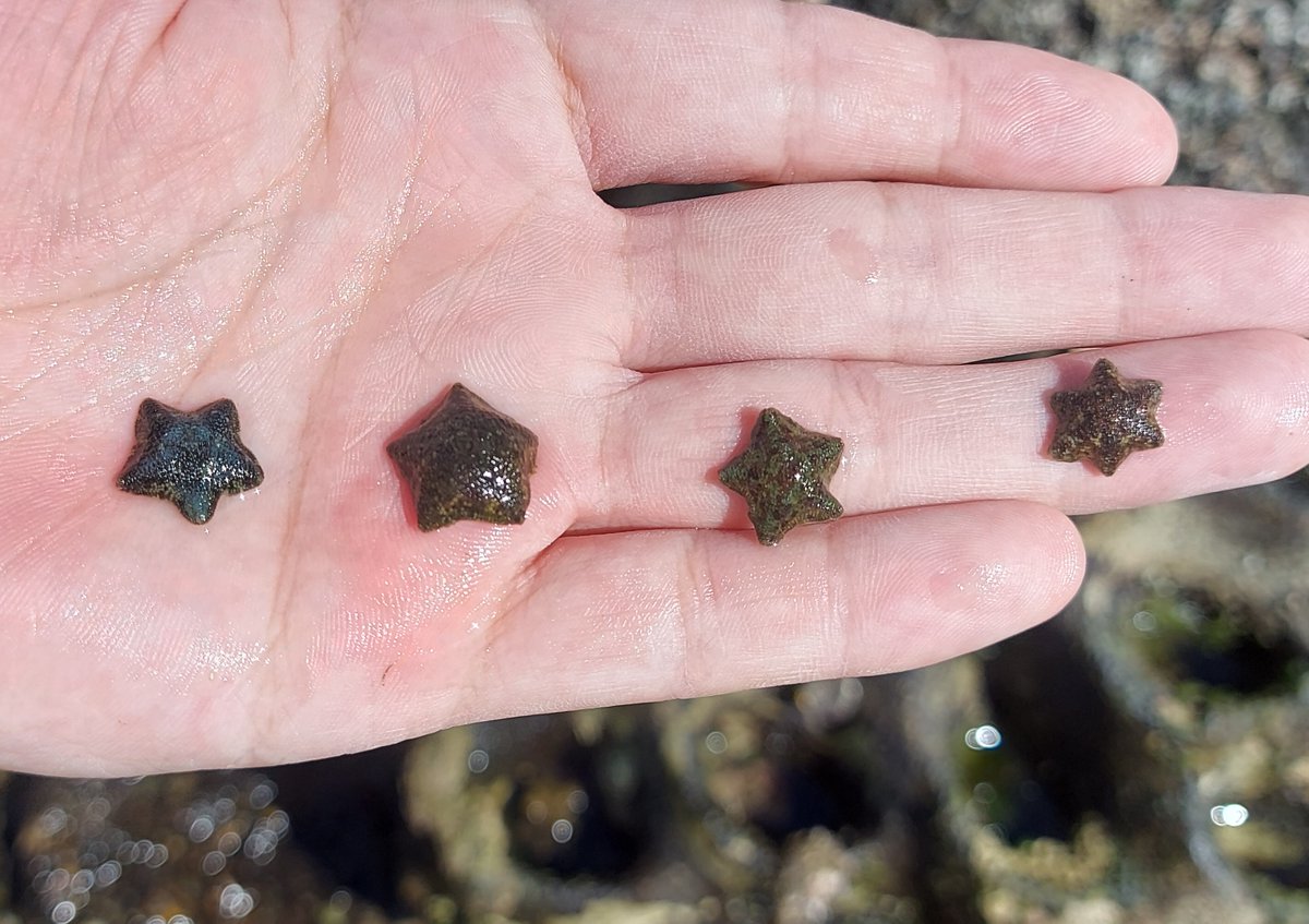 LivingSeawalls's tweet image. Parvulastra exigua, our local intertidal seastar, usually has 5 arms. At our recent field survey at Fairlight Pool, we found a 6 armed star!
#echinoderms #urbanecology