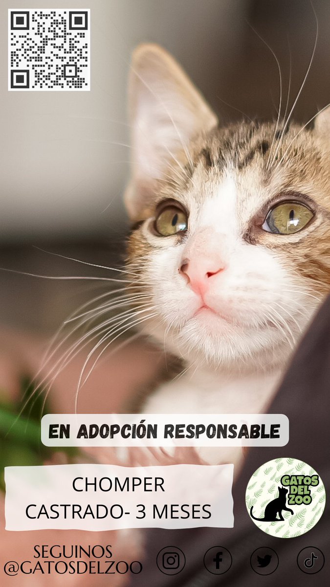 AYUDANOS CON LA DIFUSIÓN 💖😻

<a href="/yo_nva/">YoVendoNvaCba</a> 

#cordoba #adopcionresponsable #nuevacordoba #cordobacapital #cba #arg #gatos
